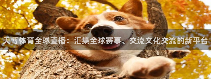 天博体育全球直播：汇集全球赛事、交流文化交流的新平台