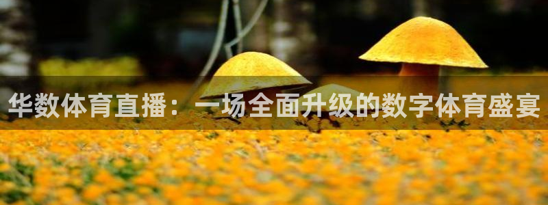 华数体育直播：一场全面升级的数字体育盛宴