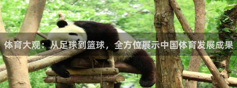 体育大观：从足球到篮球，全方位展示中国体育发展成果